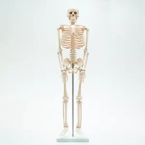 COL 1102 - Esqueleto Humano 85cm com Suporte