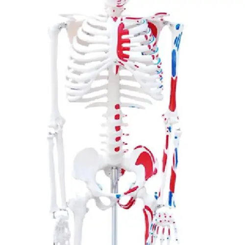 COL 1102-C - Esqueleto 85cm c/Origens e Inserções Musculares - Image 4