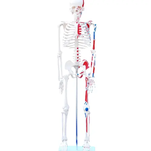 COL 1102-C - Esqueleto 85cm c/Origens e Inserções Musculares - Image 3