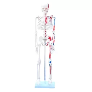 COL 1102-C - Esqueleto 85cm c/Origens e Inserções Musculares