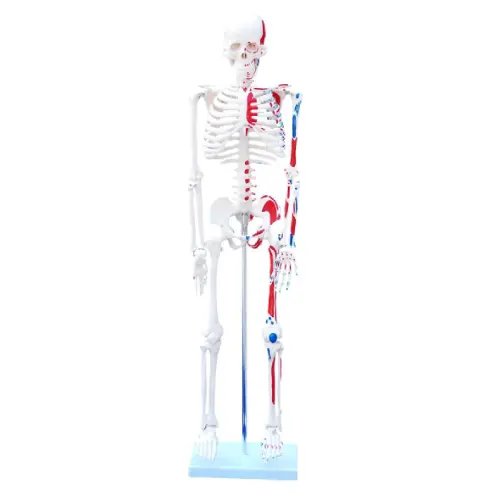 COL 1102-C - Esqueleto 85cm c/Origens e Inserções Musculares