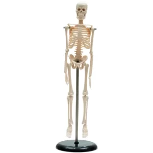 COL 1103 - Esqueleto Humano 42cm com Suporte