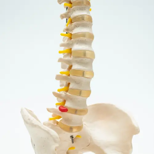COL 1105 - Coluna Vertebral Flexível com Pelve - Image 3