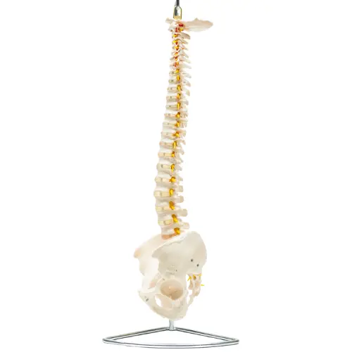 COL 1105 - Coluna Vertebral Flexível com Pelve - Image 4