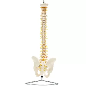 COL 1105 - Coluna Vertebral Flexível com Pelve