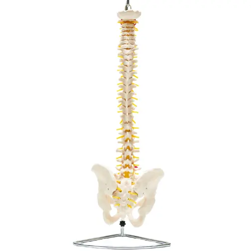 COL 1105 - Coluna Vertebral Flexível com Pelve