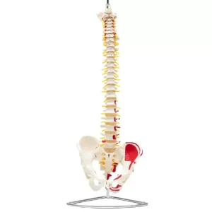 COL 1105-A - Coluna Vertebral Flexível c/ Pelve e Músculos Pintados