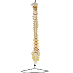 COL 1107 - Coluna Vertebral Flexível