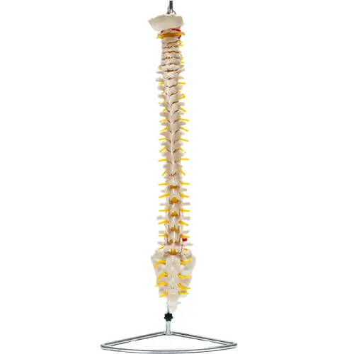 COL 1107 - Coluna Vertebral Flexível