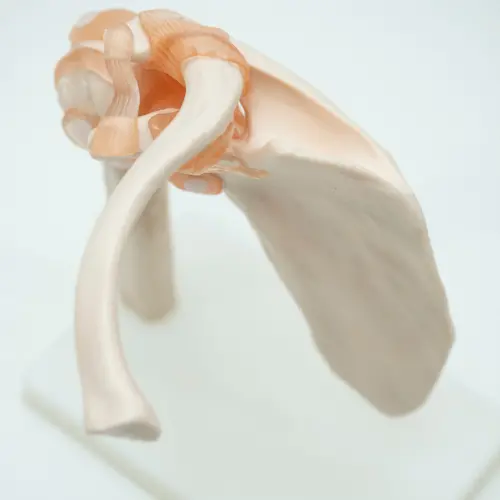 COL 1109 - Articulação do Ombro com Ligamentos - Image 2