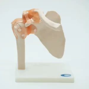 COL 1109 - Articulação do Ombro com Ligamentos
