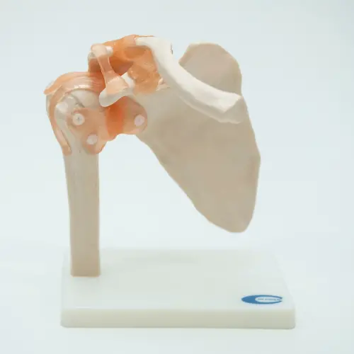 COL 1109 - Articulação do Ombro com Ligamentos