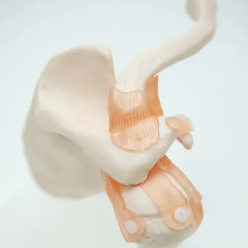 COL 1109 - Articulação do Ombro com Ligamentos - Image 3