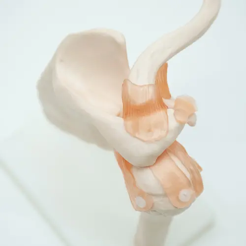 COL 1109 - Articulação do Ombro com Ligamentos - Image 4