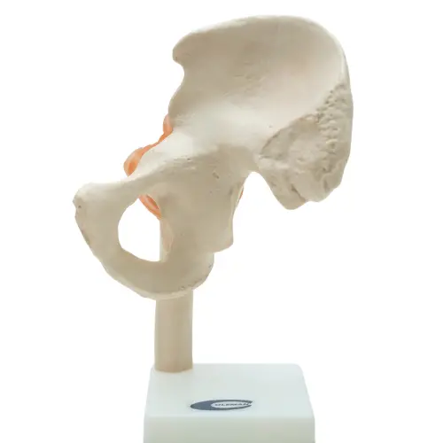 COL 1110 - Articulação do Quadril com Ligamentos