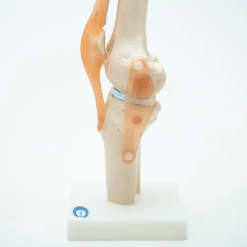 COL 1111 - Articulação do Joelho com Ligamentos - Image 3