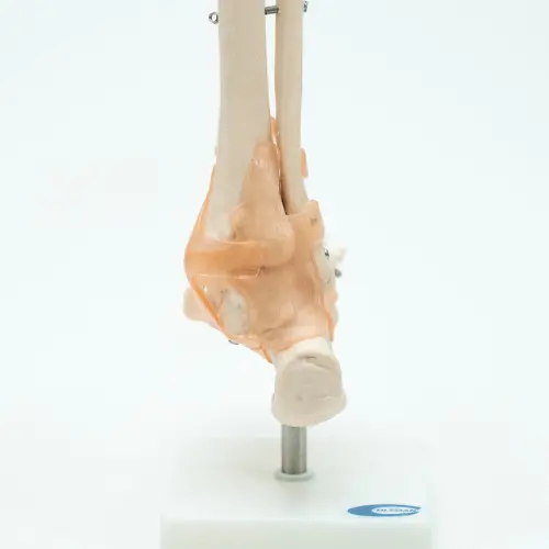 COL 1113-A - Articulação do Pé com Ligamentos - Image 2