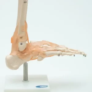 COL 1113-A - Articulação do Pé com Ligamentos