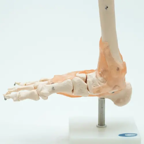 COL 1113-A - Articulação do Pé com Ligamentos - Image 3