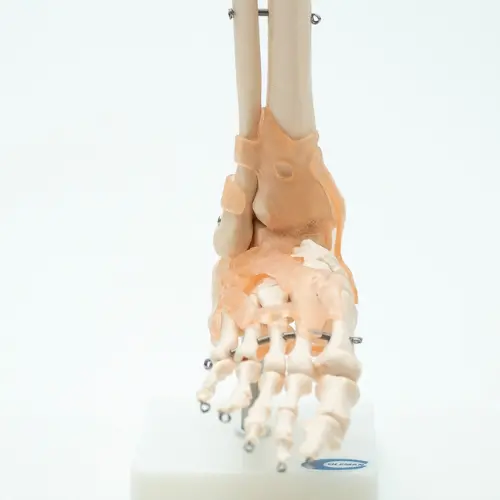 COL 1113-A - Articulação do Pé com Ligamentos - Image 4