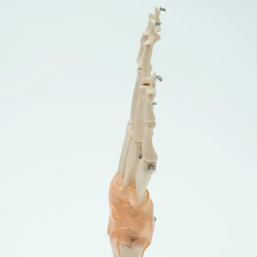 COL 1114-A - Articulação da Mão com Ligamentos - Image 2