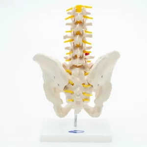 COL 1115 - Coluna Vertebral Lombar com Pelve