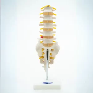 COL 1119 - Coluna Vertebral Lombar com Sacro