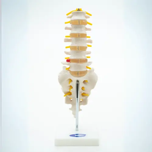 COL 1119 - Coluna Vertebral Lombar com Sacro