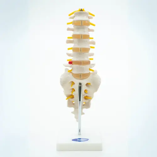 COL 1119 - Coluna Vertebral Lombar com Sacro - Image 3
