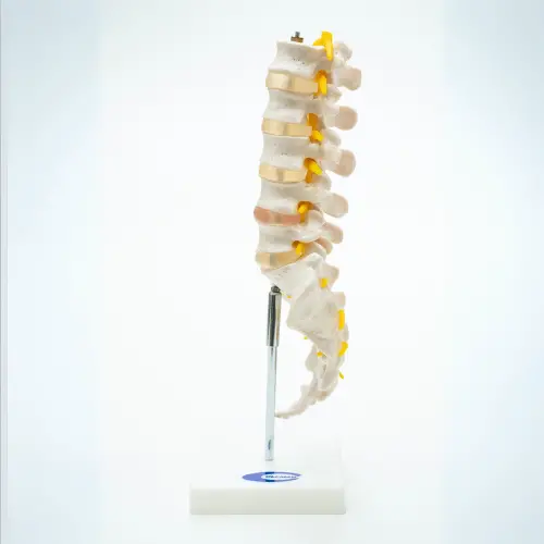 COL 1119 - Coluna Vertebral Lombar com Sacro - Image 4