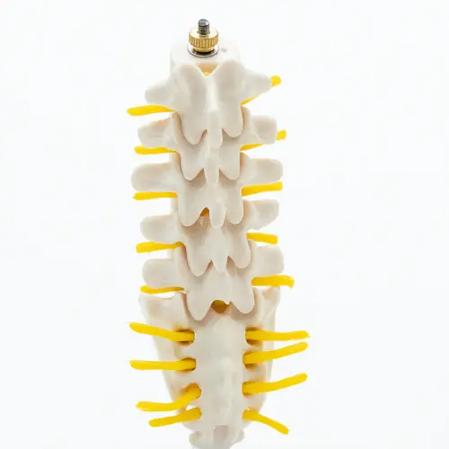 COL 1119-A - Coluna Vertebral Lombar Mini com Sacro - Image 3