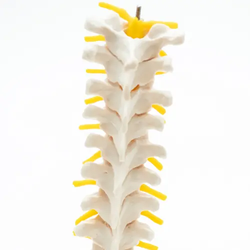 COL 1120 - Coluna Vertebral Toráxica - Image 2