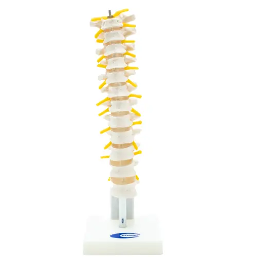 COL 1120 - Coluna Vertebral Toráxica