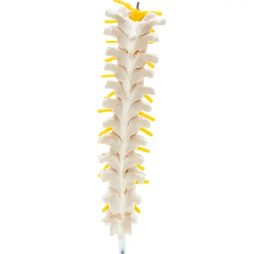 COL 1120 - Coluna Vertebral Toráxica - Image 3