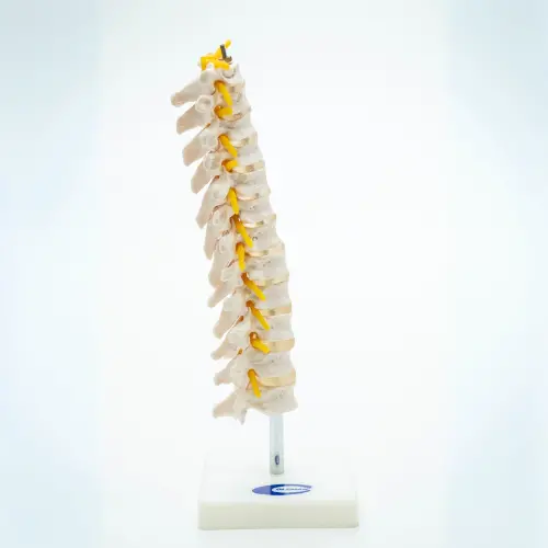 COL 1120 - Coluna Vertebral Toráxica - Image 4