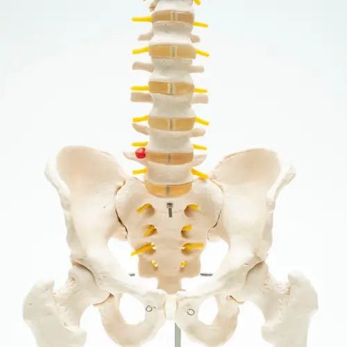 COL 1126 - Coluna Vertebral Flexível com Pelve e Parte do Femur - Image 2