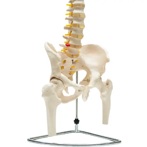 COL 1126 - Coluna Vertebral Flexível com Pelve e Parte do Femur - Image 3