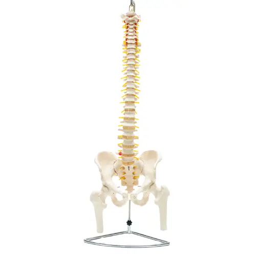 COL 1126 - Coluna Vertebral Flexível com Pelve e Parte do Femur