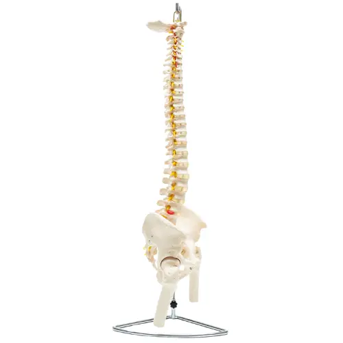 COL 1126 - Coluna Vertebral Flexível com Pelve e Parte do Femur - Image 4