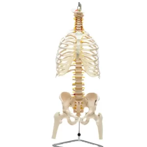 COL 1126-E - Coluna Vertebral com Pelve, Costelas e Cabeça do Femur