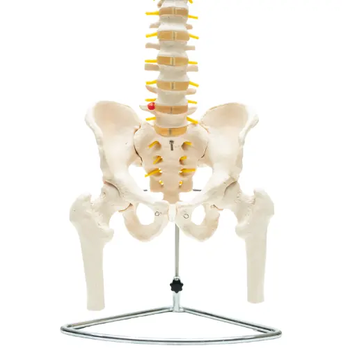 COL 1126-E - Coluna Vertebral com Pelve, Costelas e Cabeça do Femur - Image 2
