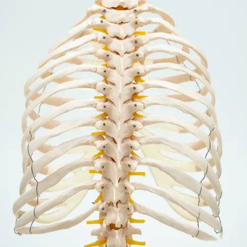COL 1126-E - Coluna Vertebral com Pelve, Costelas e Cabeça do Femur - Image 3