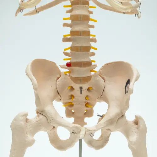 COL 1126-E - Coluna Vertebral com Pelve, Costelas e Cabeça do Femur - Image 4