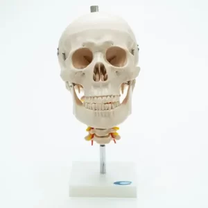COL 1135 - Crânio com Coluna Cervical e Mandíbula Móvel 5 partes