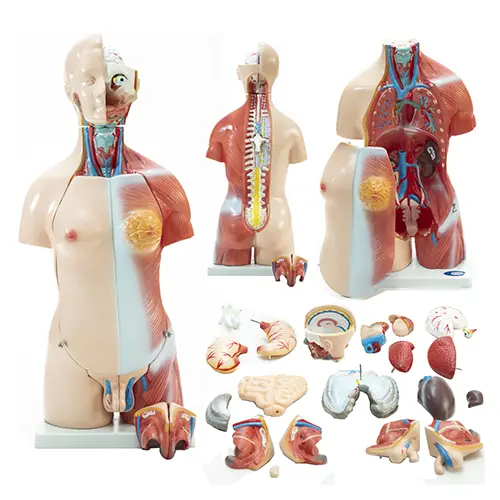 COL 1205 - Torso Humano Bissexual 45cm 24 partes