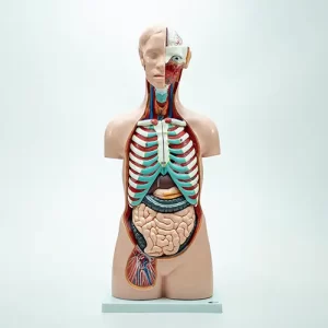 COL 1206 - Torso Humano Assexuado 85cm 20 partes