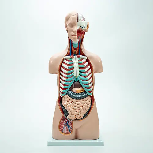 COL 1206 - Torso Humano Assexuado 85cm 20 partes