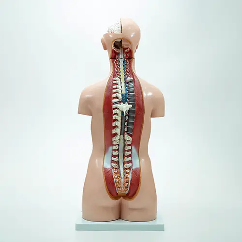 COL 1206 - Torso Humano Assexuado 85cm 20 partes - Image 3
