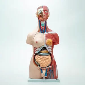 COL 1210 - Torso Muscular Bissexual com Coluna Exposta 85cm 28 Partes