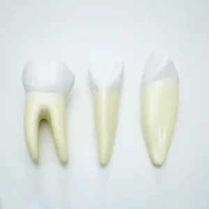 COL 1305 - Dentes em 5 Partes (Incisivo, Canino e Molar)